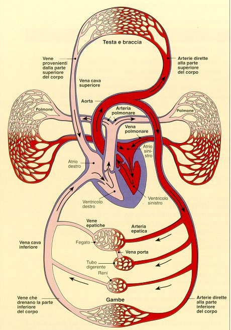 imagine cu sistema cardiovascolare